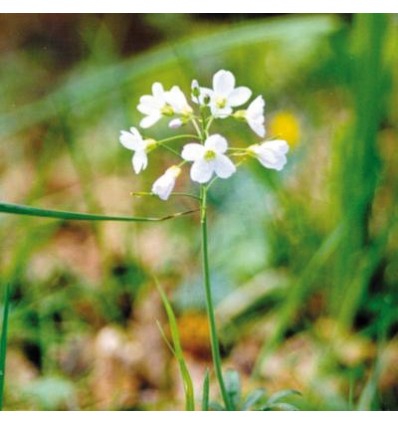 Water violet (Violette d'eau)