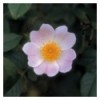 Wild rose (Eglantine)