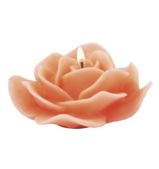 La rose épanouie