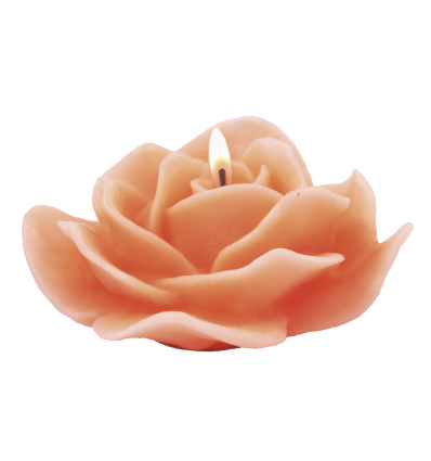 La rose épanouie