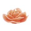 La rose épanouie