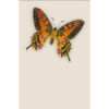 CP PAPILLON ORANGE DORE