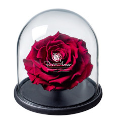La rose éternelle