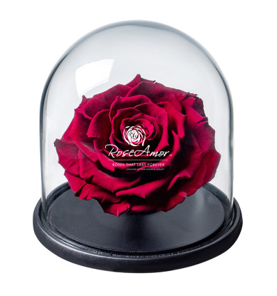 La rose éternelle