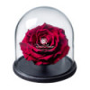 La rose éternelle