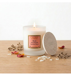 Rose ancienne