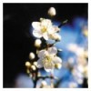 Cherry plum (Prunus)