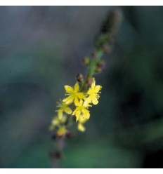 Agrimony (Aigremoine)