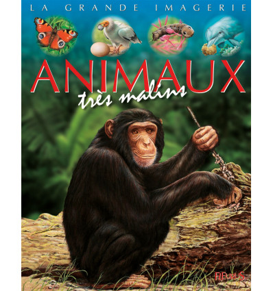 Les animaux très malins