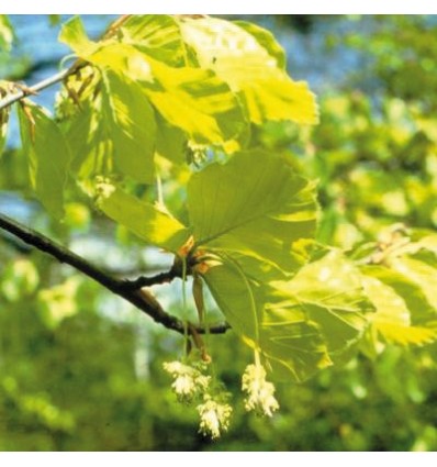 Beech (Hêtre)