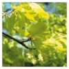 Beech (Hêtre)