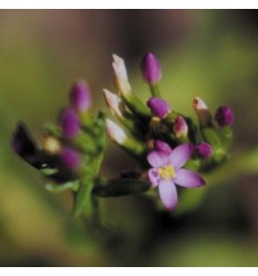 Centaury (Centaurée)