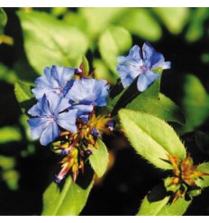 Cerato (Plumbago)