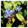 Cerato (Plumbago)