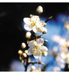 Cherry plum (Prunus)