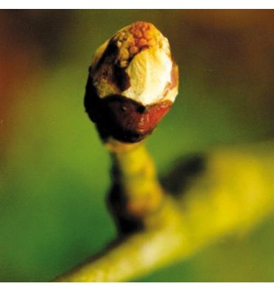 Chestnut Bud