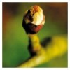 Chestnut Bud (Bourgeon de Marronnier)