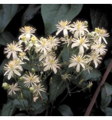 Clematis (Clématite)