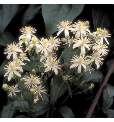 Clematis (Clématite)