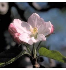 Crab apple (Pomme sauvage)