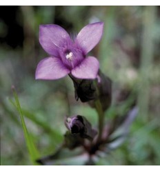 Gentian