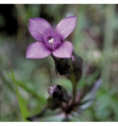 Gentian