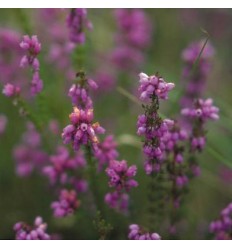 Heather (Bruyère)