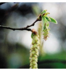 Hornbeam