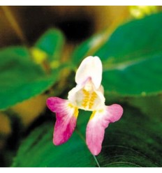 Impatiens