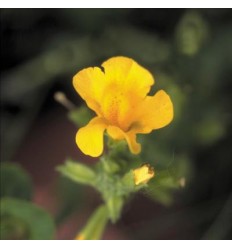 Mimulus (Muscade)