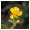 Mimulus (Muscade)