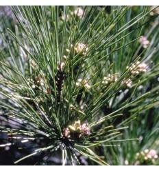 Pine (Pin Sylvestre)