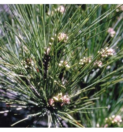 Pine (Pin Sylvestre)