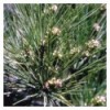 Pine (Pin Sylvestre)