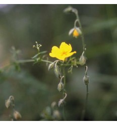 Rock rose (Hélianthème)