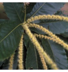 Sweet chestnut (Châtaignier)