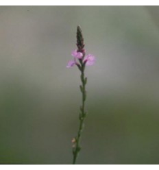 Vervain