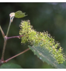 Vine (Vigne)