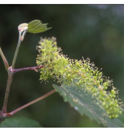 Vine (Vigne)