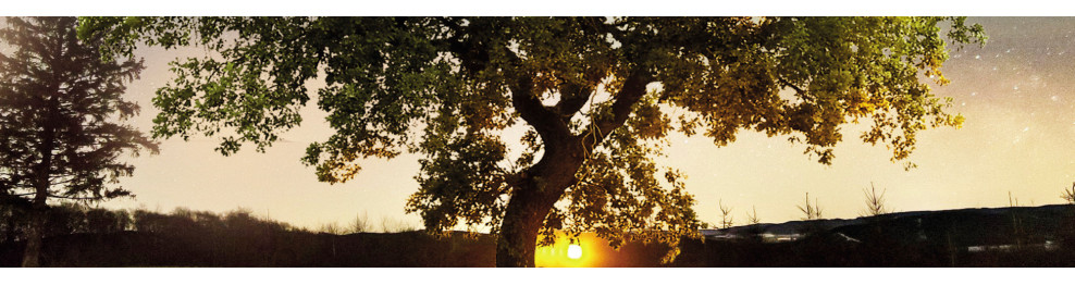 The tree of life