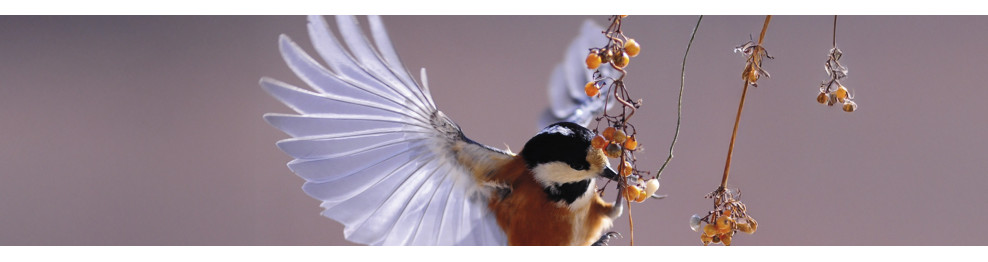 Les murmures de la nature