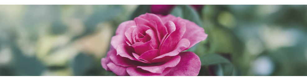 Soul of the Rose 